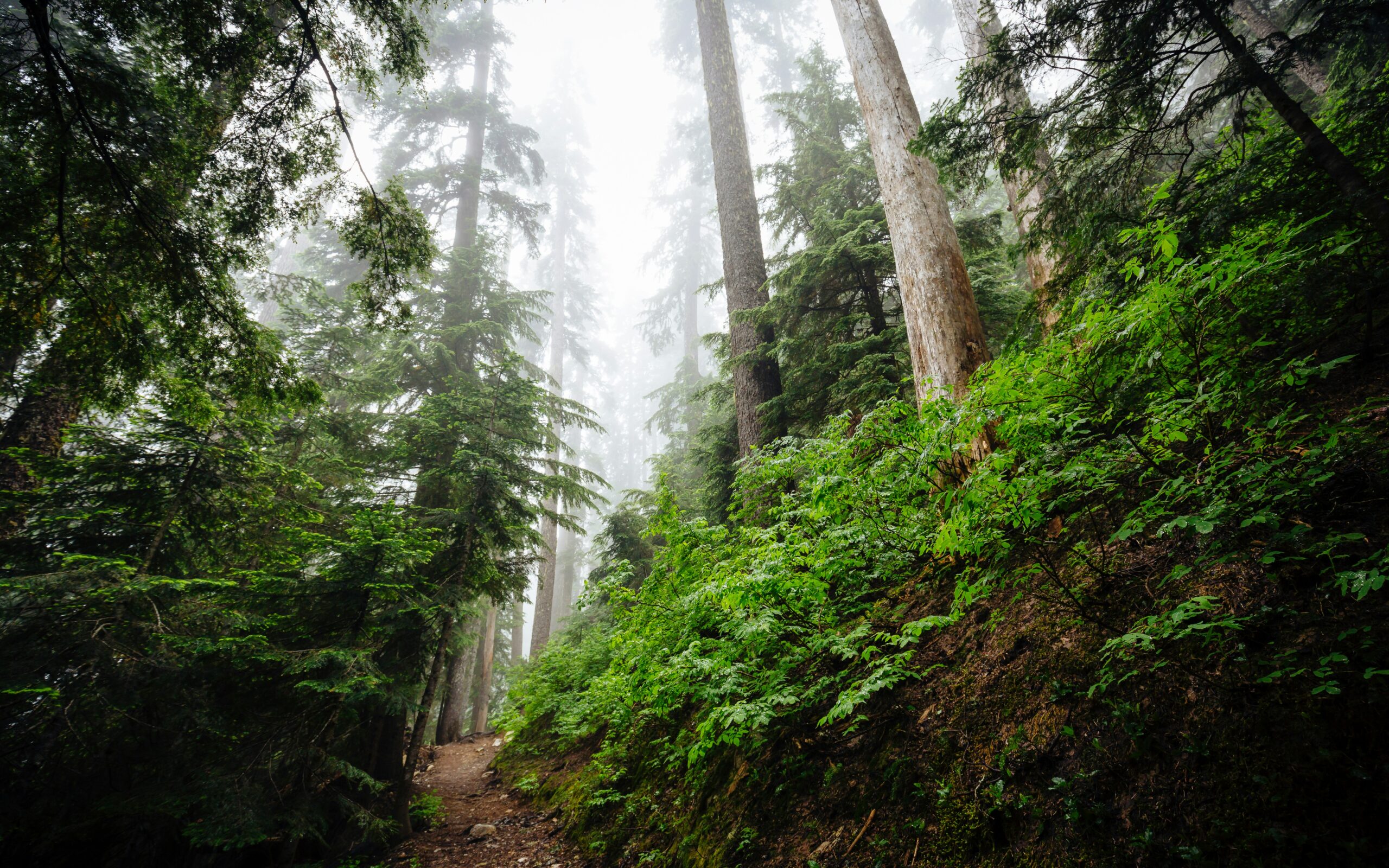 Erlebe die Freiheit beim Wandern durch abgelegene Trails