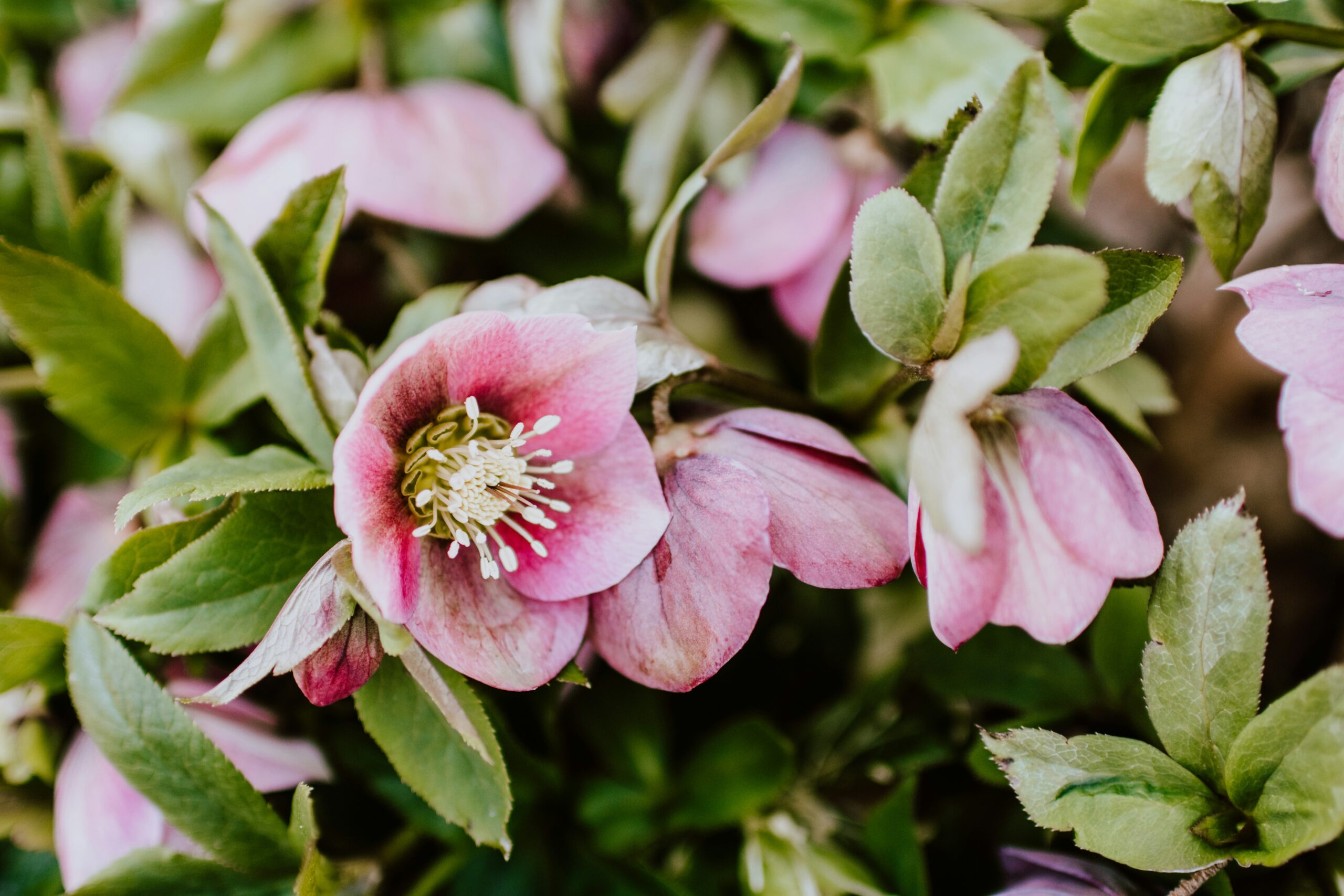 Entdecke die Schönheit der Natur beim Fotografieren