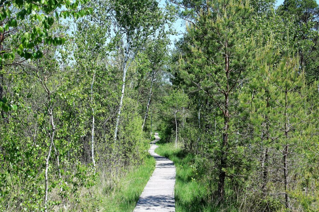 Bohlenweg führt durch eine offene Moorfläche mit Wollgras und einzelnen Kiefern am Rand