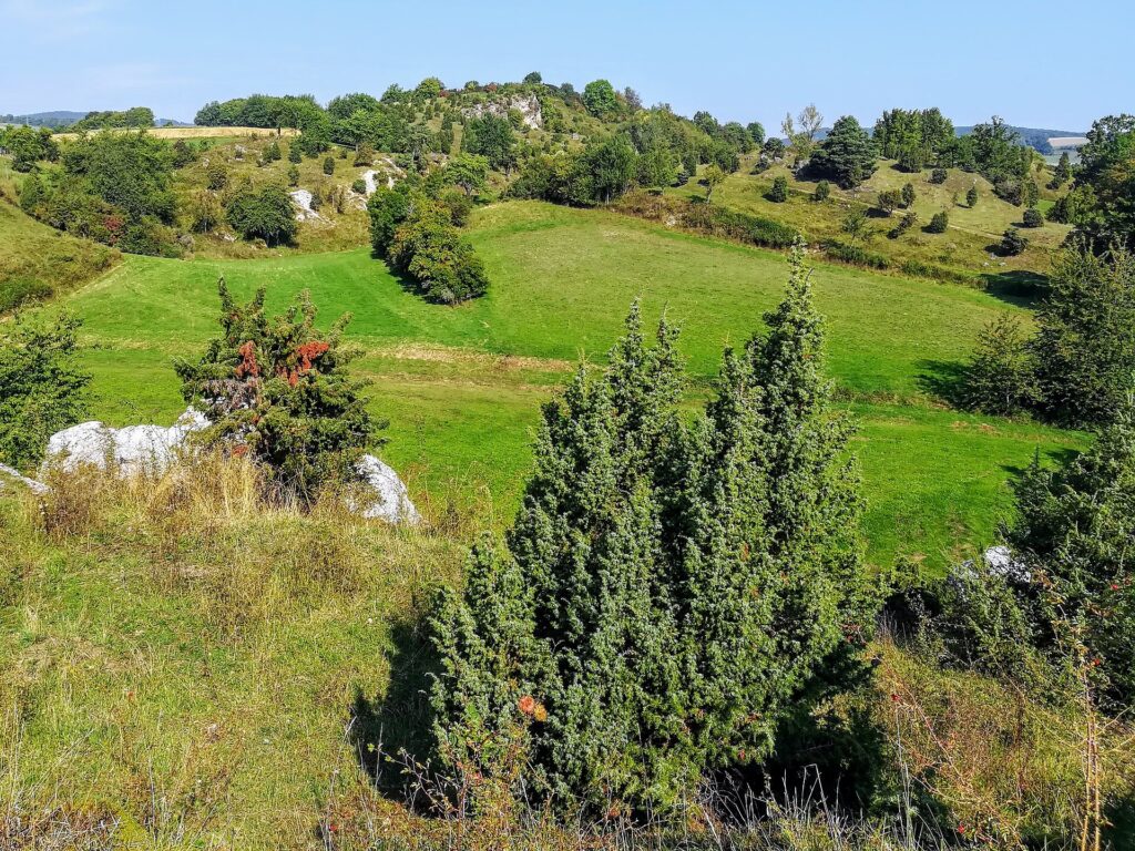 Offene Magerrasenfl&auml;che mit dunklen Wacholders&auml;ulen und kurzem Gras auf flachgr&uuml;ndigem Kalkboden