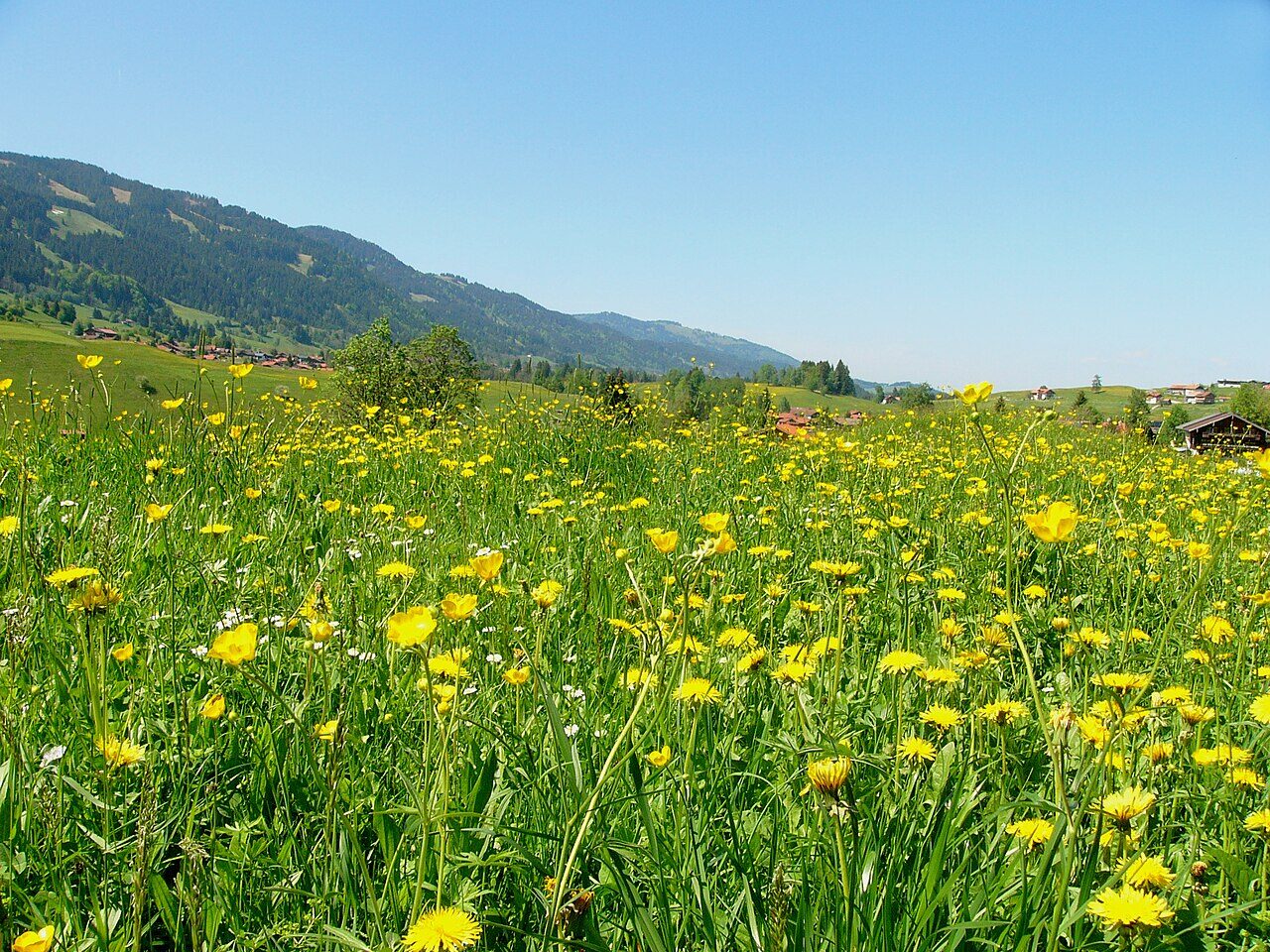 Essbare Wildpflanzen am Wegesrand: Ein Einstieg für Wanderer