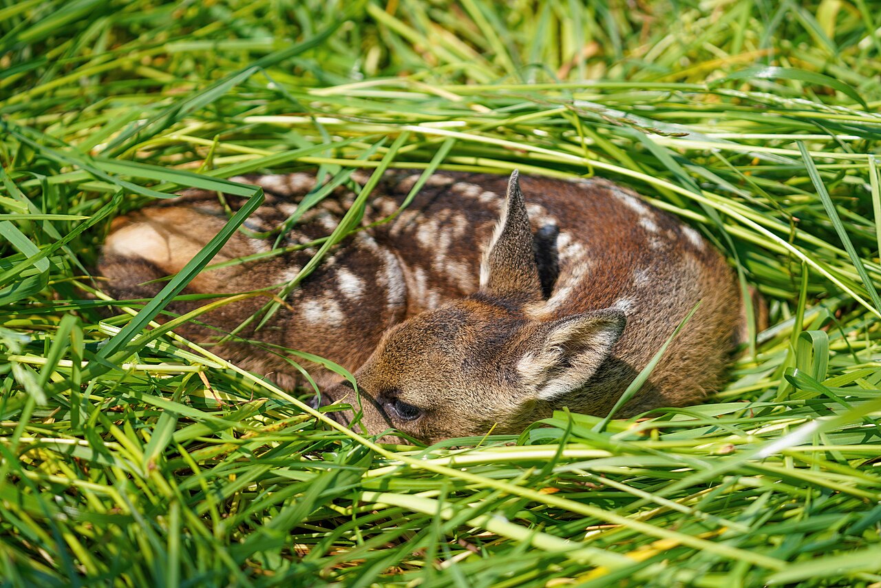 Heimische Wildtiere im Wald: Spuren erkennen und richtig deuten