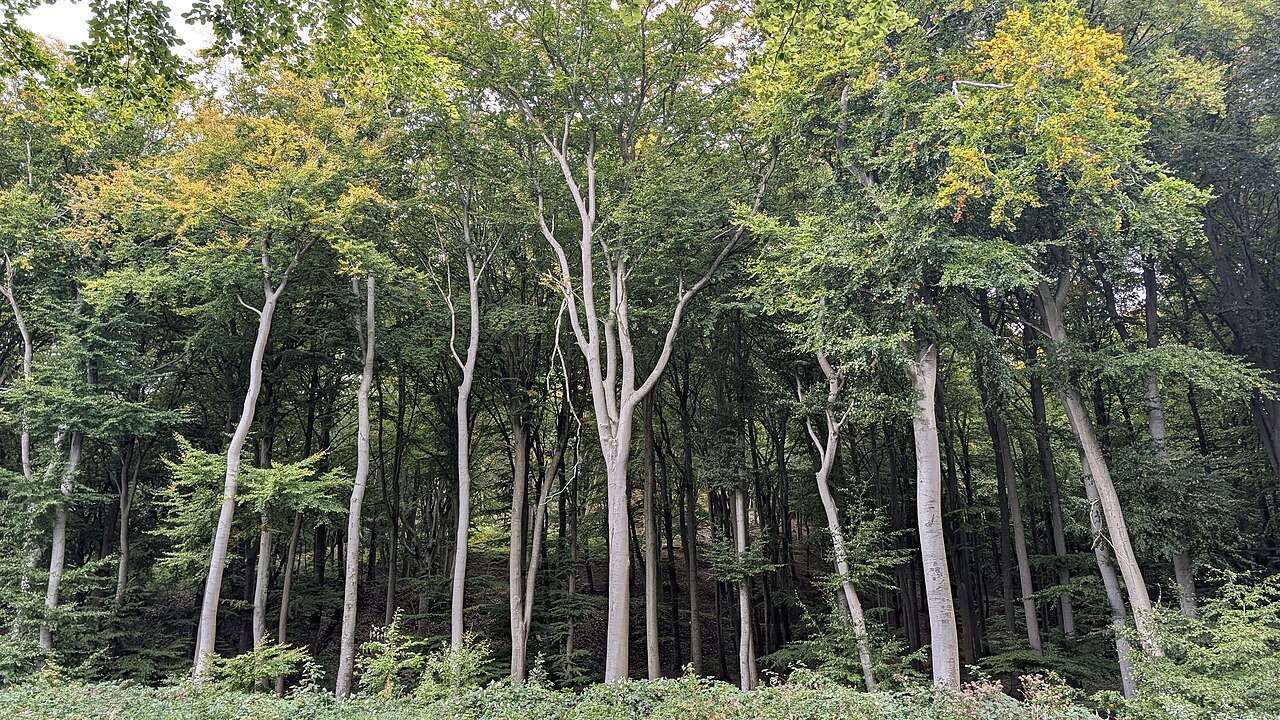 Herbstwanderungen: Die schönsten Ziele für bunte Laubwälder