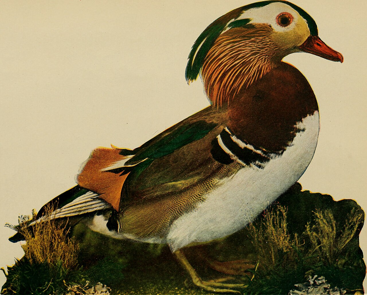 Vogelbeobachtung in deutschen Mittelgebirgen: Ein Einstieg