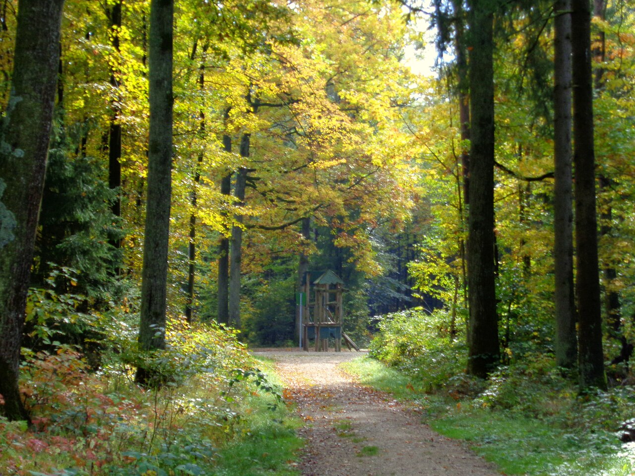 Waldbaden: Was hinter dem Trend aus Japan wirklich steckt