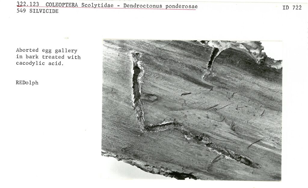Abgeplatzte Rinde mit dem verzweigten Muster der Fra&szlig;g&auml;nge auf dem hellen Holz