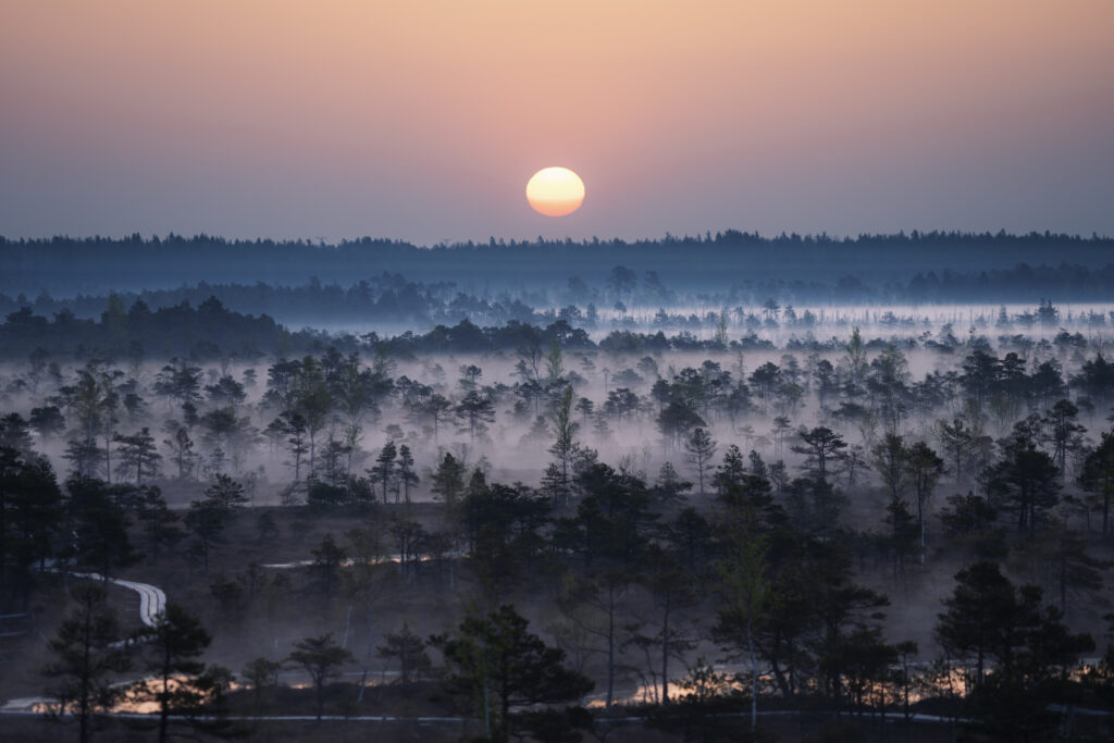Flache Nebelschicht &uuml;ber einer Wiese, dar&uuml;ber ragen kahle Baumkronen in die Morgensonne