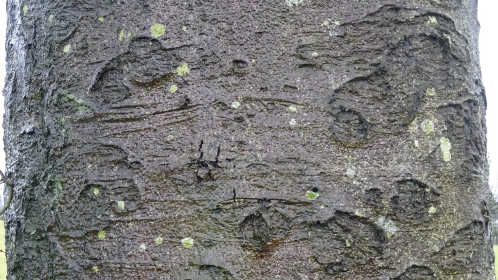 Glatter grauer Stamm einer Rotbuche mit feinen Flechten in Brusth&ouml;he
