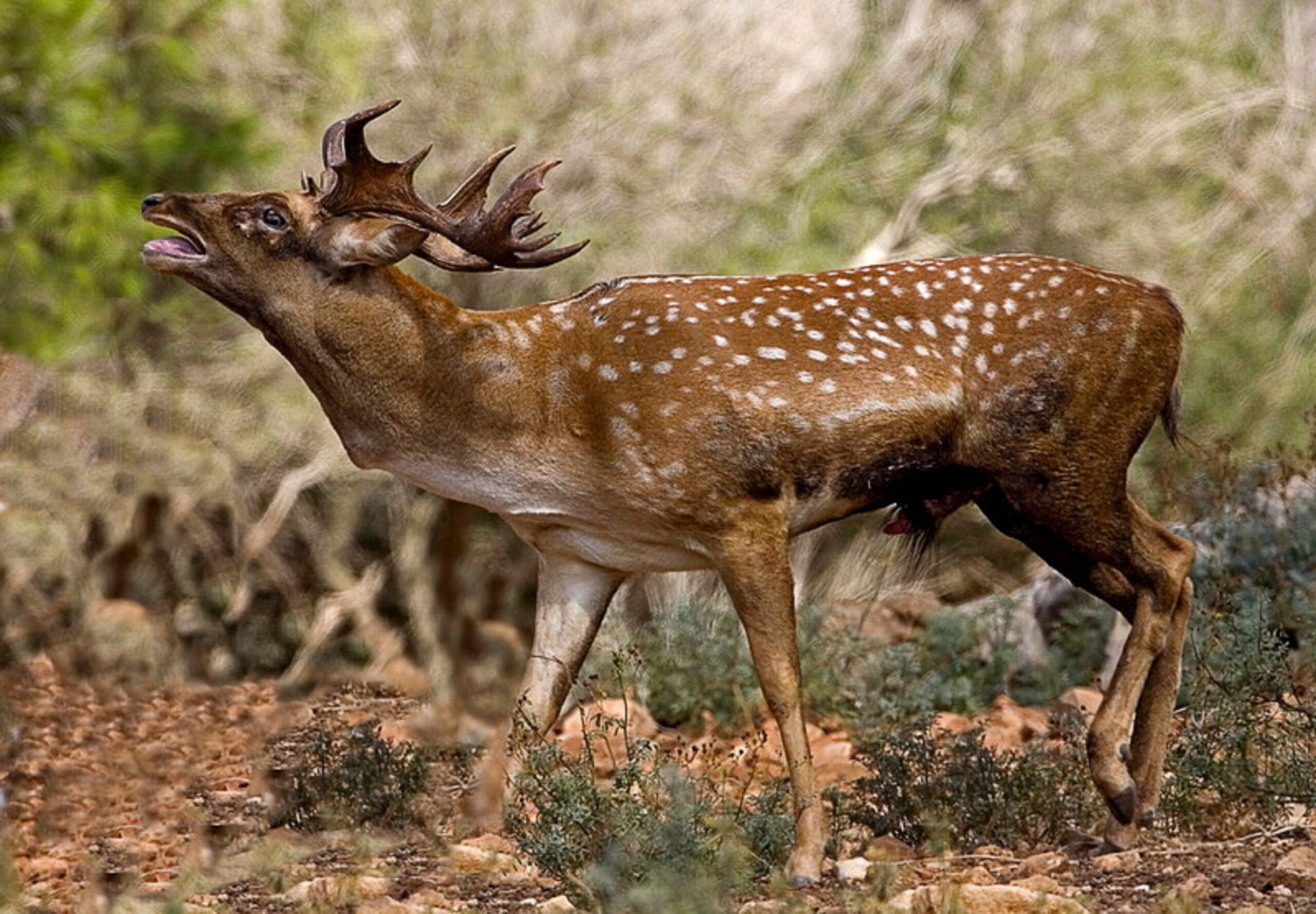 Wildpark im Herbst lohnt sich nur zur richtigen Uhrzeit