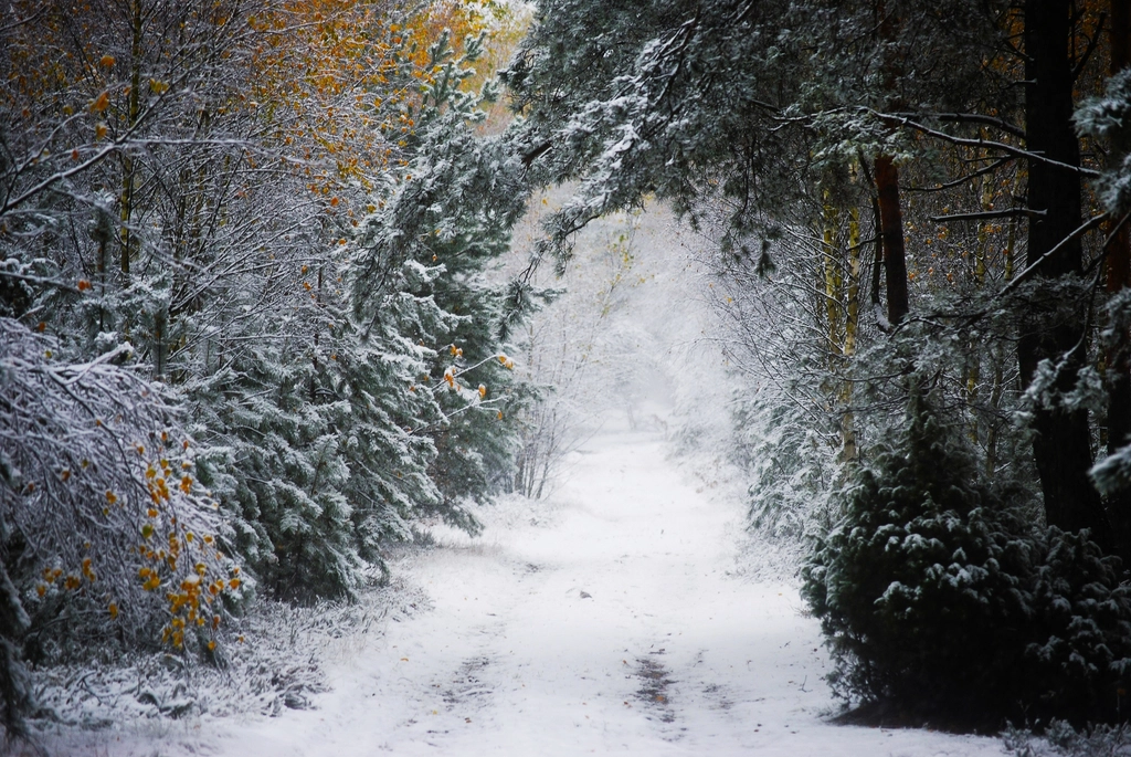 Breiter Waldweg in der D&auml;mmerung, beidseitig hohe B&auml;ume, keine Stra&szlig;e in Sicht